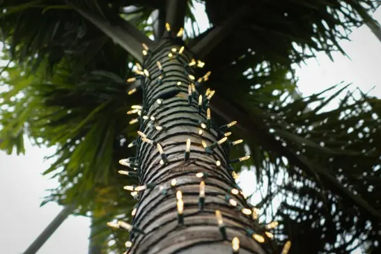 Close-up view looking up a palm tree trunk wrapped with small glowing string lights, with green palm fronds visible above.